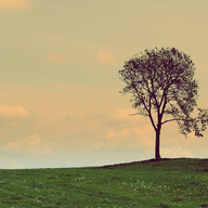 lone-tree-in-a-field-t-mulraney