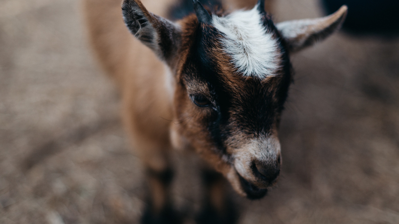 patrick-fore-uwq9fwz4the-unsplash
