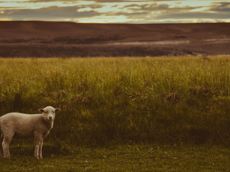 niko-manuelides-shglp3tjxrs-unsplash