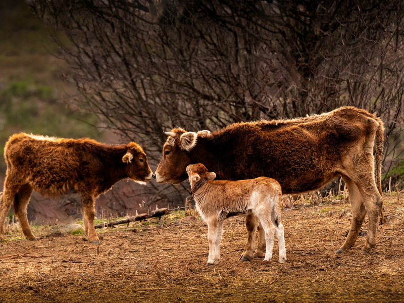 gang-coo-nt7tyrsofwk-unsplash