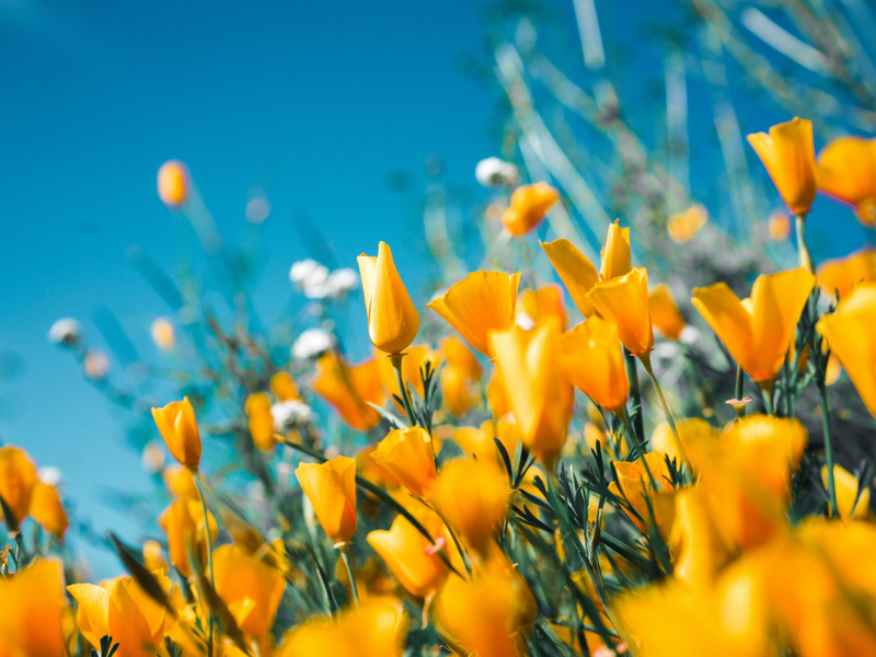 sergey-shmidt-koy6flccy5s-unsplash