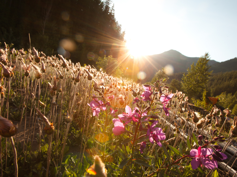 istock_000012860926small