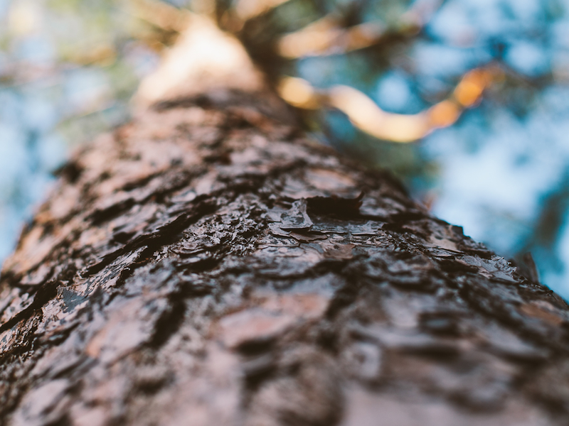 tree-2