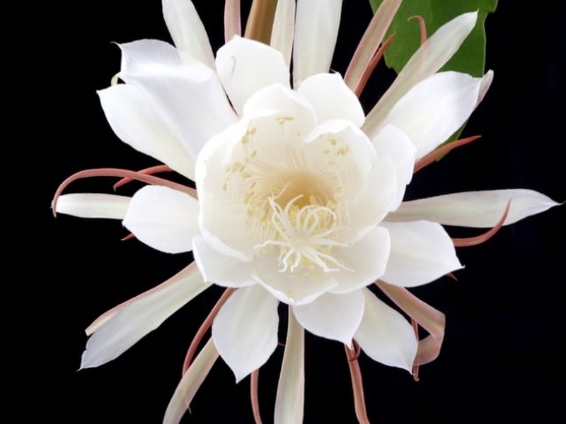resveralife-night-blooming-cereus-1014x487