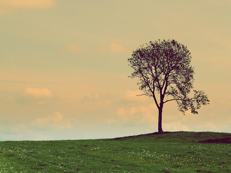 lone-tree-in-a-field-t-mulraney