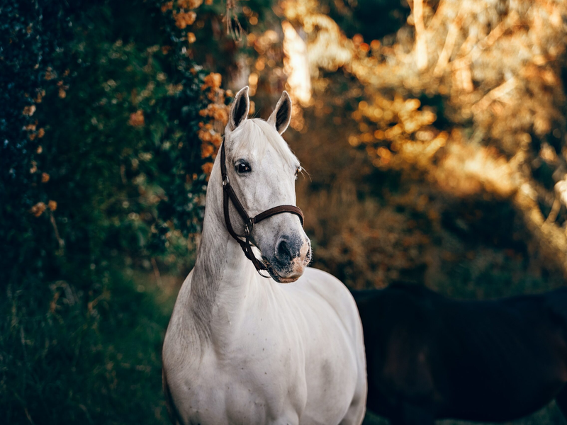 helena-lopes-rotyxo1m0wo-unsplash