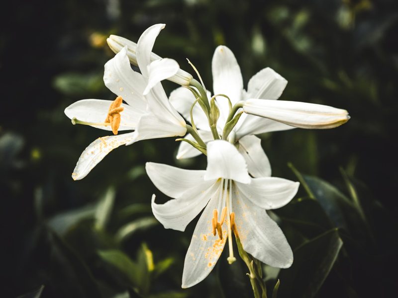 serafima-lazarenko-_ivuwprfczi-unsplash