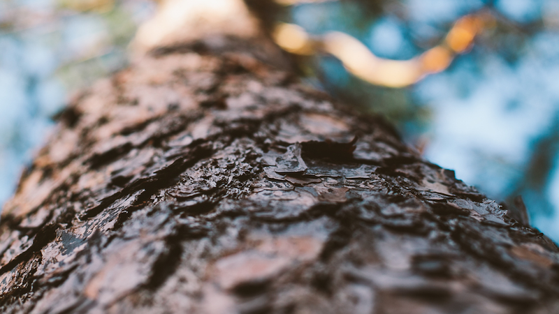 tree-2