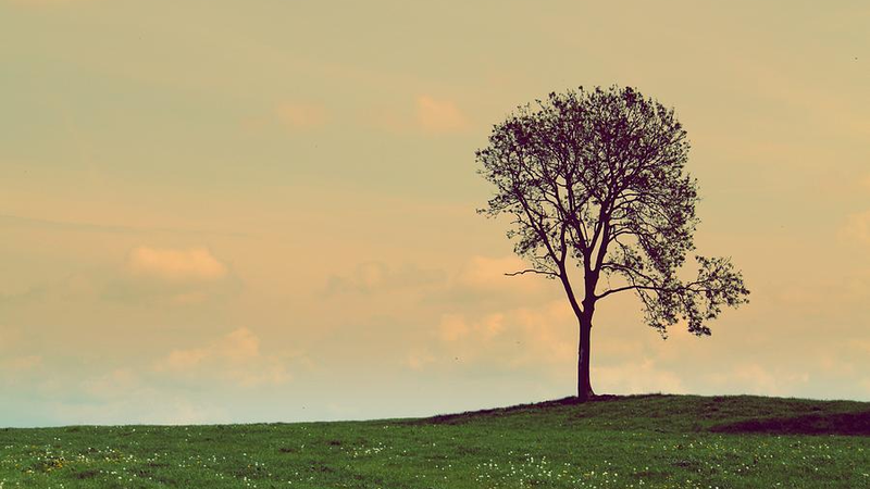 lone-tree-in-a-field-t-mulraney