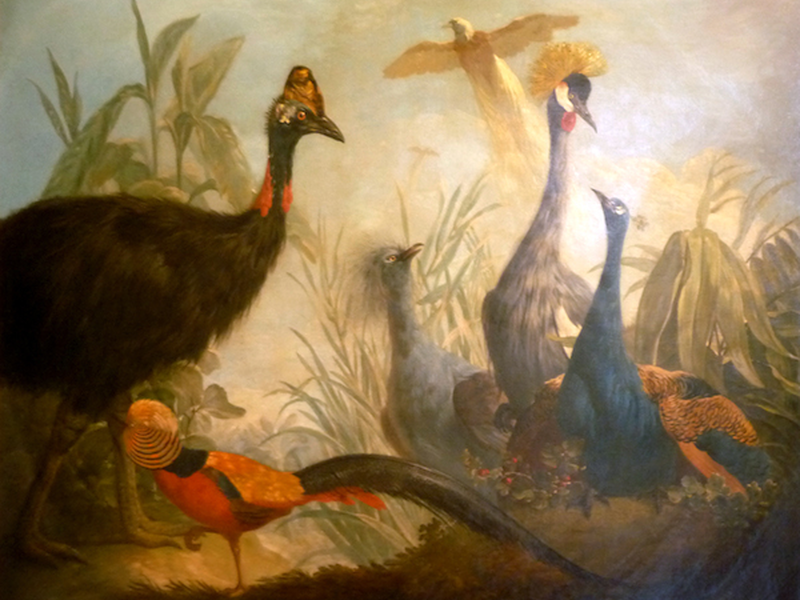 birds