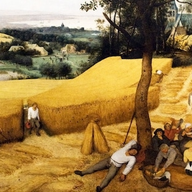 harvest